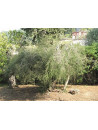 Huile essentielle de Tea tree