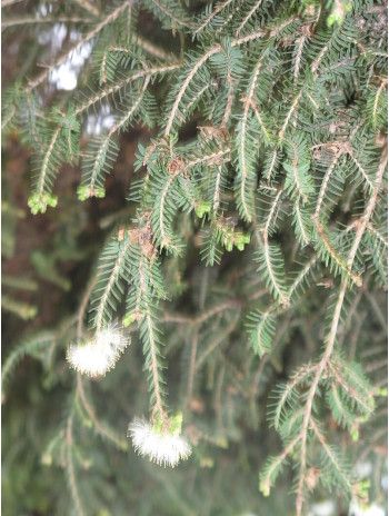 Huile essentielle de Tea tree