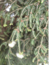 Huile essentielle de Tea tree
