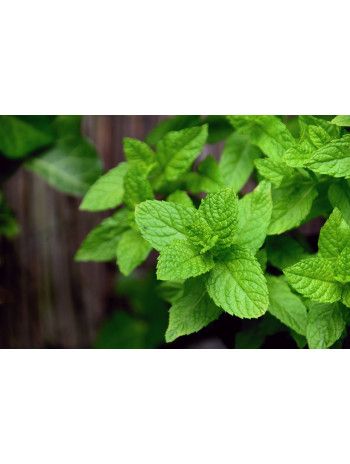 Huile essentielle de Menthe poivrée