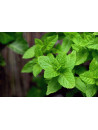 Huile essentielle de Menthe poivrée
