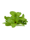 Huile essentielle de Menthe poivrée