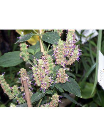 Huile essentielle de Patchouli