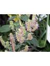 Huile essentielle de Patchouli