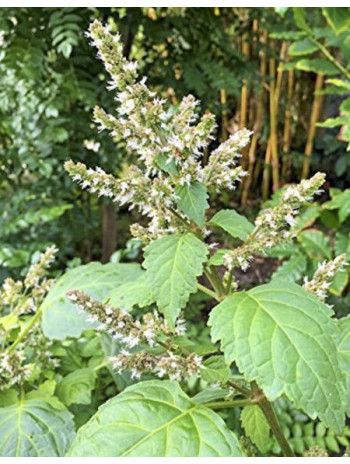 Huile essentielle de Patchouli