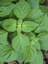 Huile essentielle de Patchouli