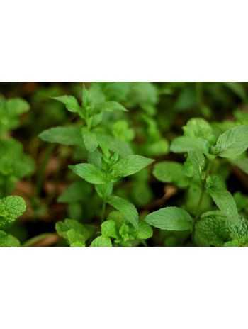 Huile essentielle de Menthe des champs
