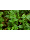 Huile essentielle de Menthe des champs