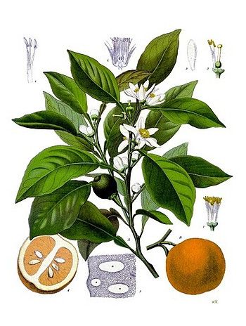 Citrus aurantium amara flowers oil