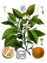 Citrus aurantium amara flowers oil