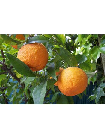 Citrus aurantium amara flowers oil