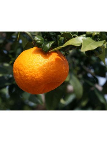 Citrus aurantium amara flowers oil