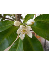Citrus aurantium amara flowers oil