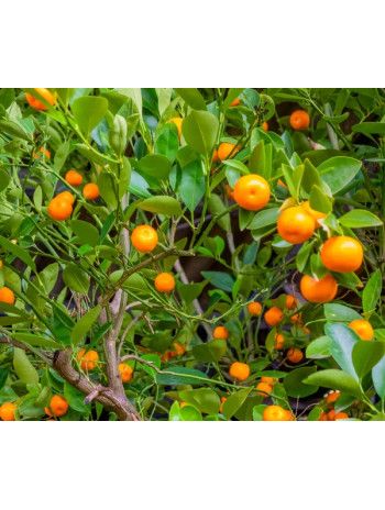 Petit grain bigarade