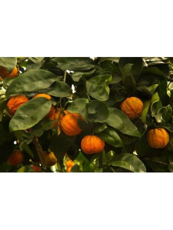 Petit grain bigarade