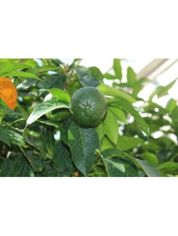 Petit grain bigarade