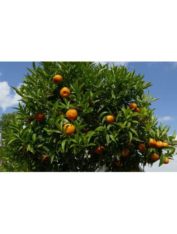 Petit grain bigarade