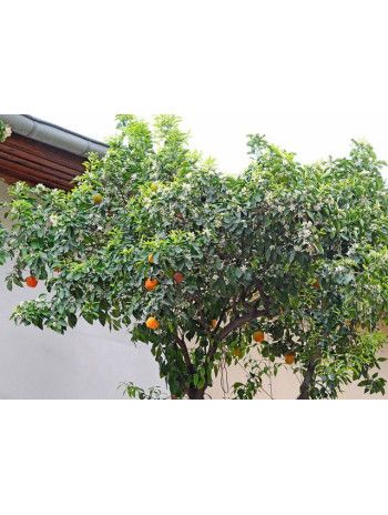 Petit grain bigarade